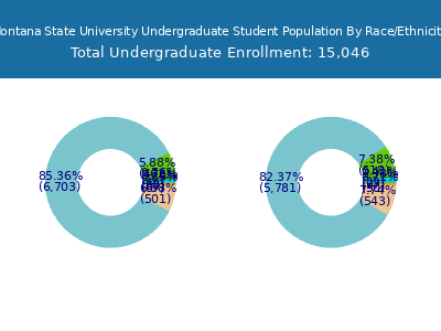 Montana State University 2025 Undergraduate Enrollment by Gender and Race chart